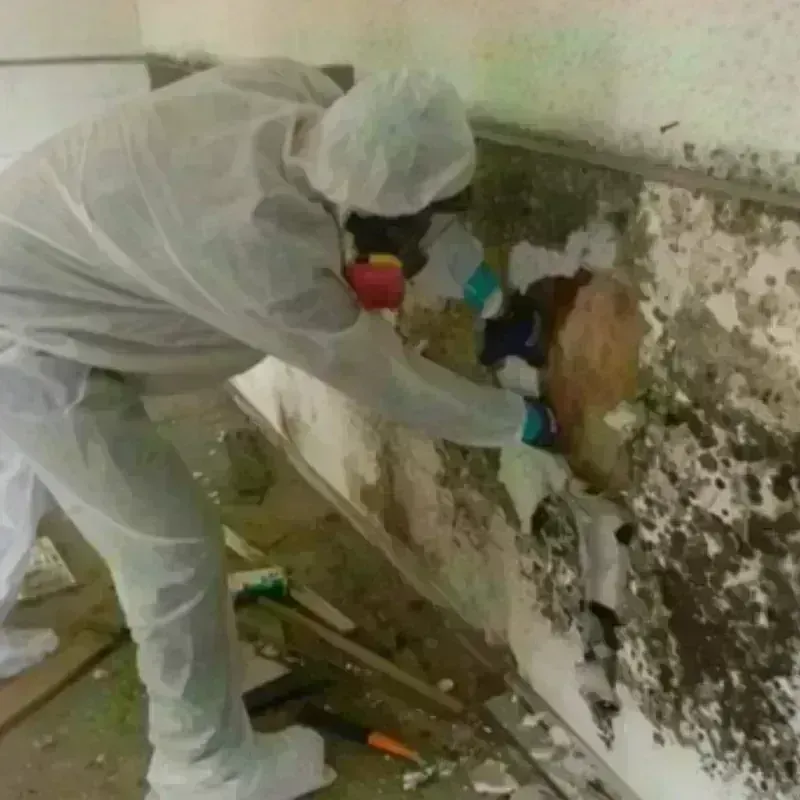 Mold Remediation and Removal in New Territory, TX